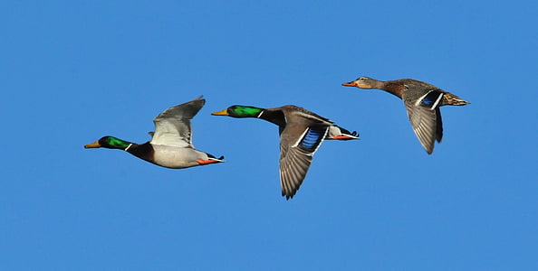 macro shot of three mallard ducks