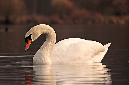 shallow focus photography of white swan