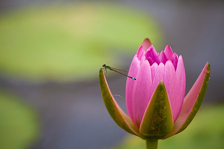 pink flower and green damsel fly in macro photography