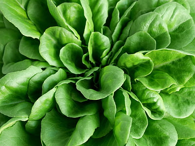 closeup photo of green vegetables