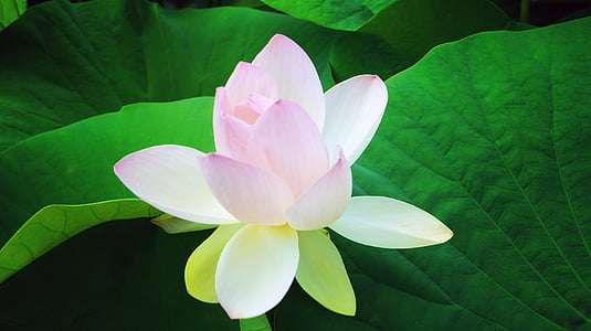 pink-and-white lotus flower closeup photography