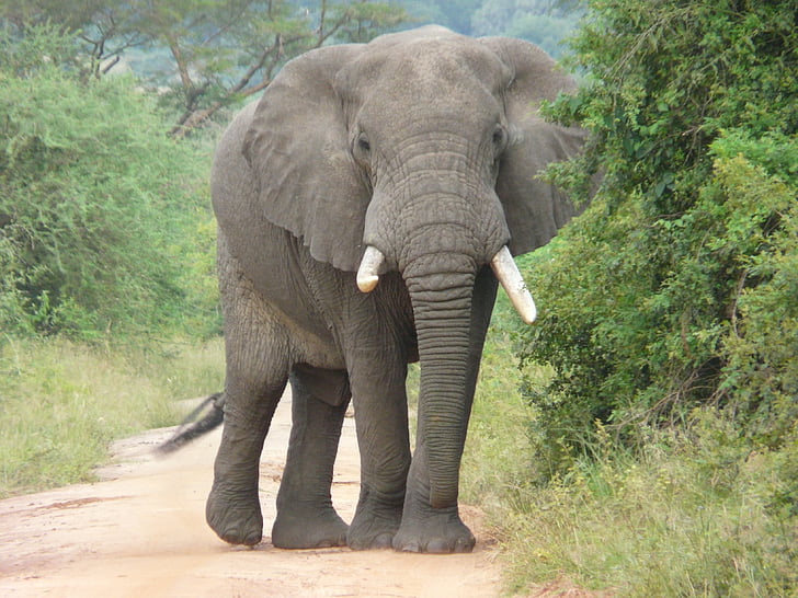 photo of gray elephant