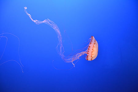 sea, ocean, underwater, jellyfish, aquarium, sealife