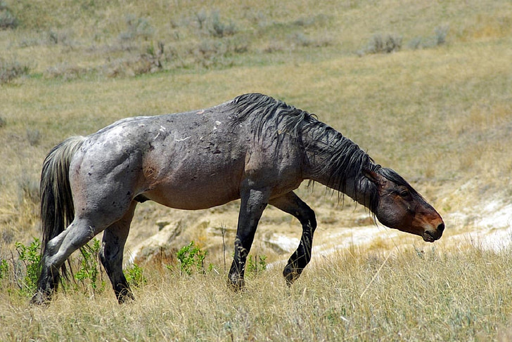 gray horse on green field