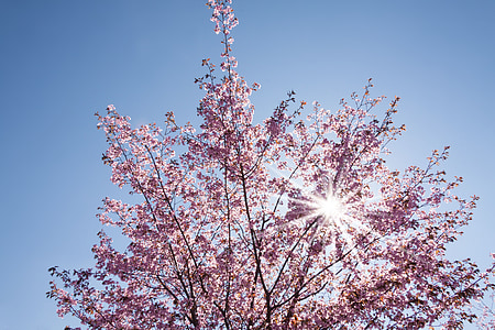 low-angle photo of pink blossom tree against the sun