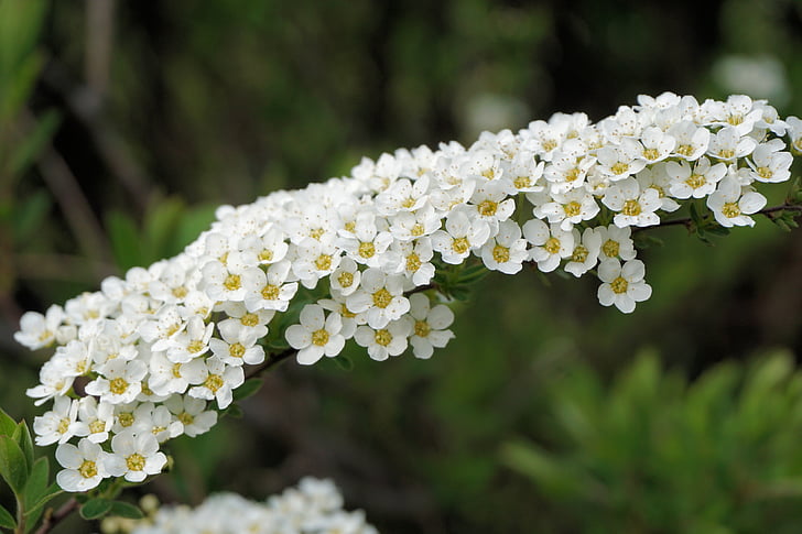close-up photography of white flowers