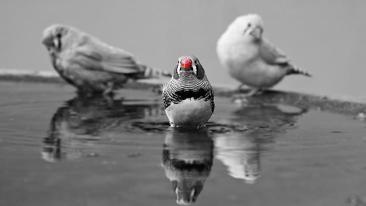 selective color photo of zebra finch bird on body of water