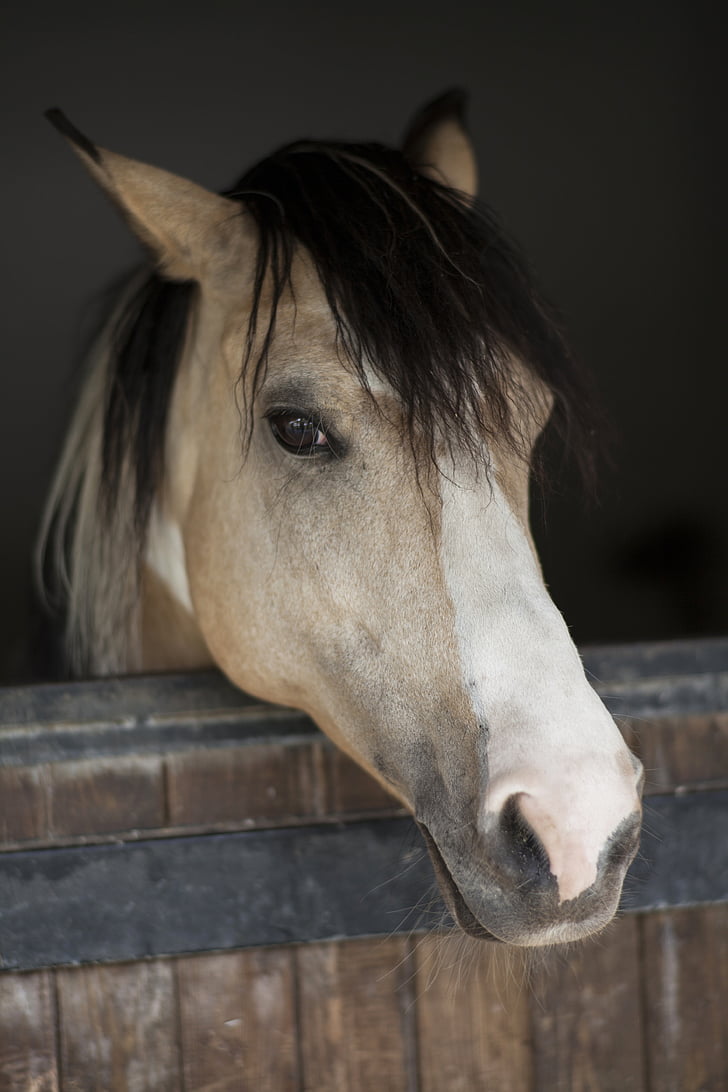 close-up photo of gray horse