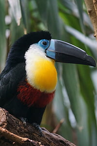 black and beige toucan