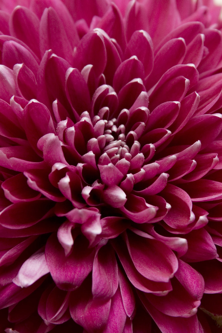 closeup view of purple petaled flower
