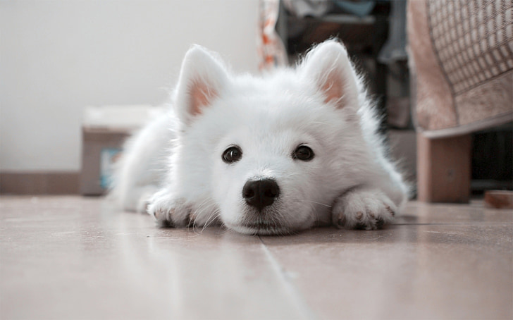 selective focus photography of white Samoyed puppy lying on floor