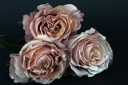 three beige roses in close up photography