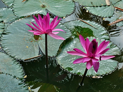 pink water lily flowers on body of water