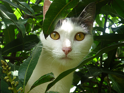 close-up photo of white and black cat front of green leaf tree