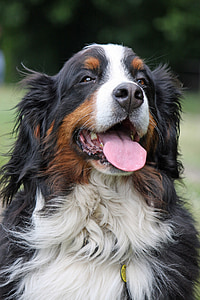 adult Bernese Mountain dog