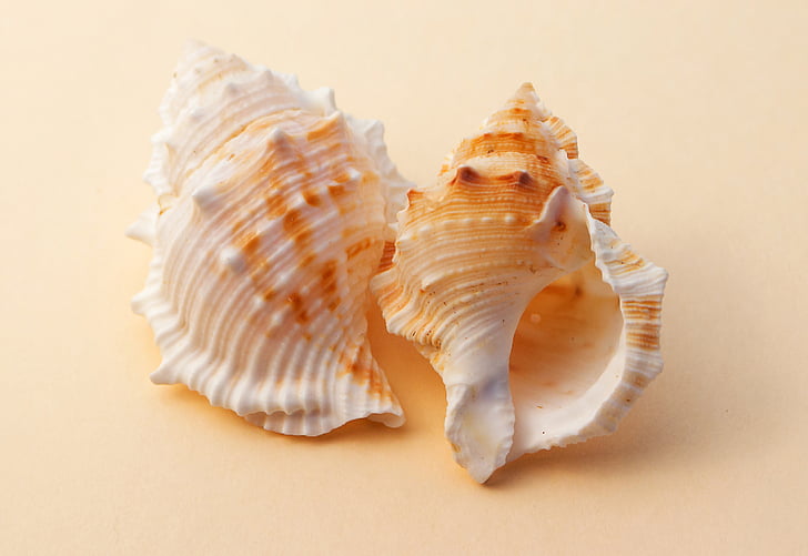 two white-and-brown shells