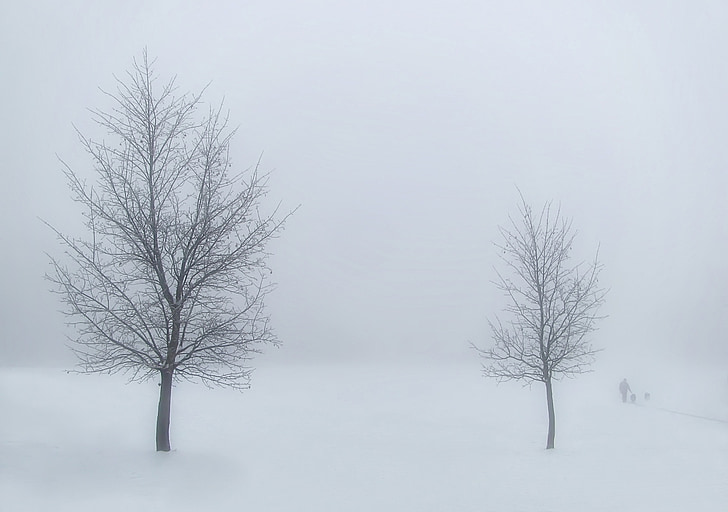 Winter Tree In The Snow Stock Photo - Download Image Now - Bare Tree, Color  Image, Fog - iStock