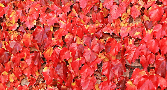 surface covered with dried leaves