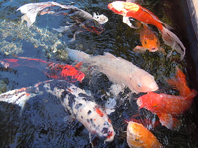 assorted-color koi fishes in water