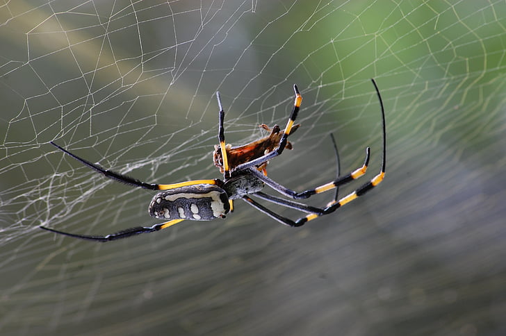 close up photo of black and yellow golden silk-orb weaver spider