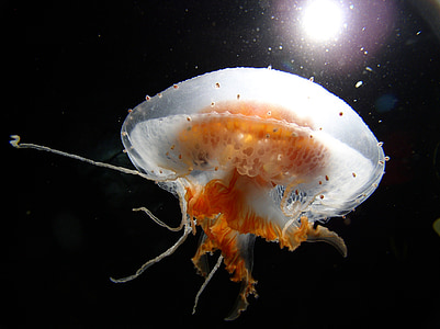 focus photo of white and orange jellyfish