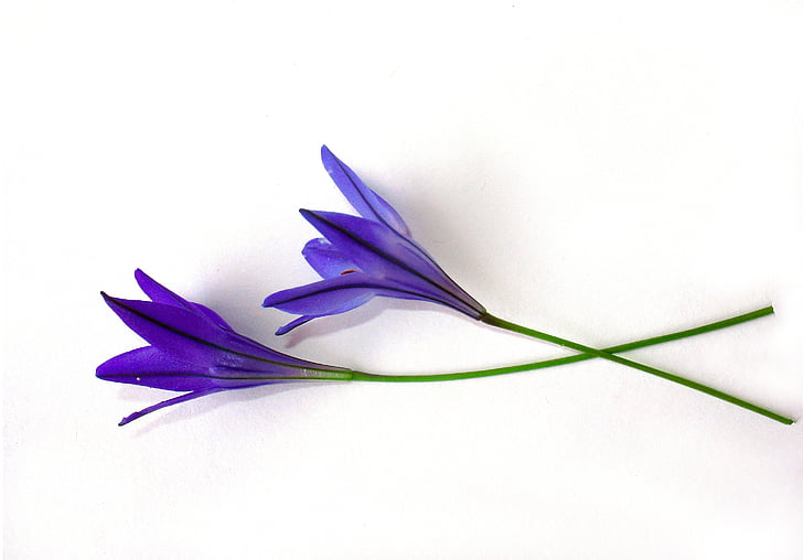 two purple rain lily flowers
