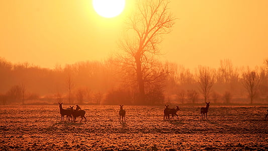 group of deer in the middle of the field under golden hour