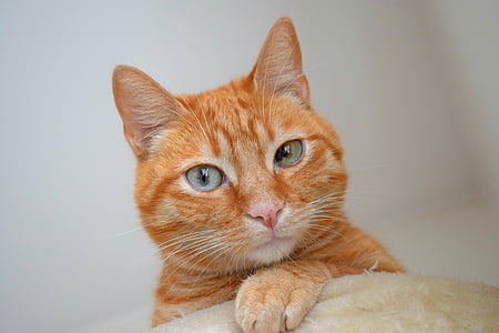 orange tabby cat with white background