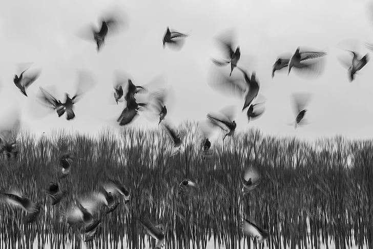 grayscale photography of mallard ducks