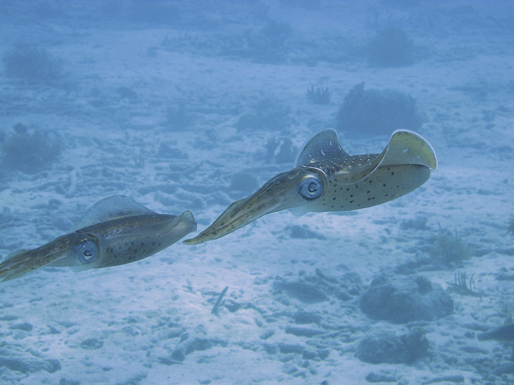 squids at underwater