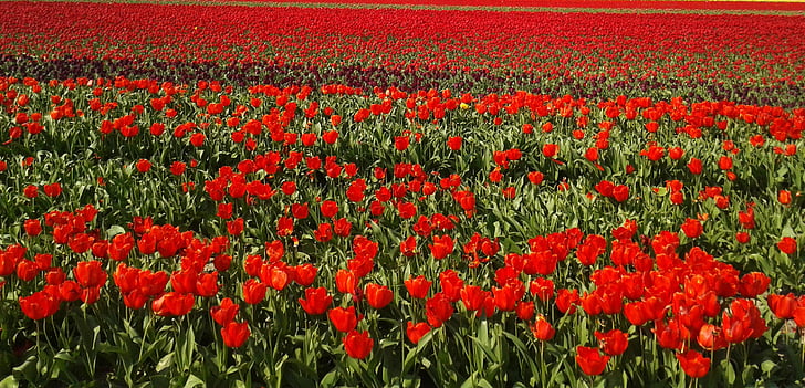 bed of red petaled flowers