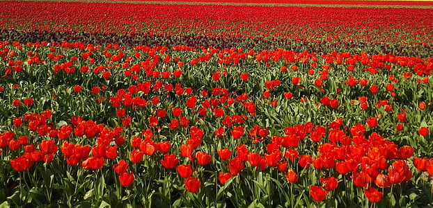bed of red petaled flowers