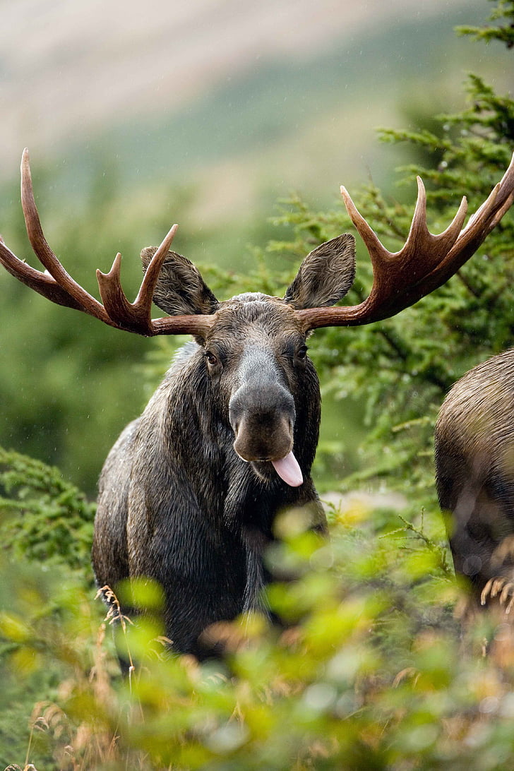 selective focus photography of moose