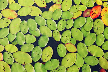 photo of lily pads in body of water