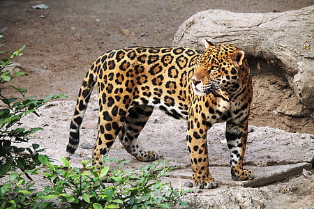 black and brown cheetah standing near green leaf plant