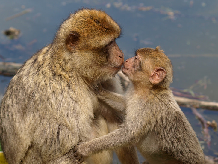 selective focus photography of adult monkey kissing baby monkey
