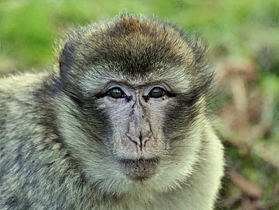 close up photo of macaque monkey