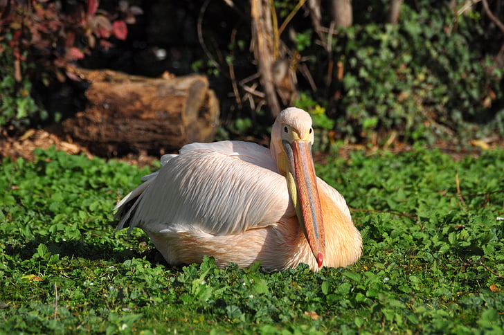 white and beige pelican