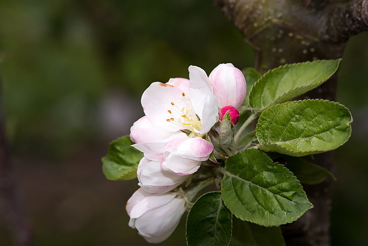 pink-and-white apple blossoms
