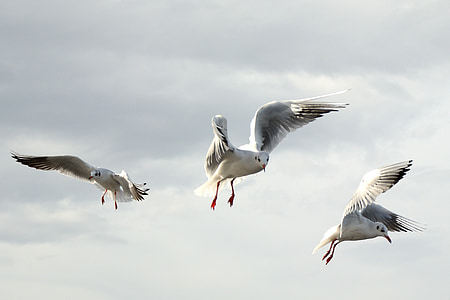 three red-billed gulls