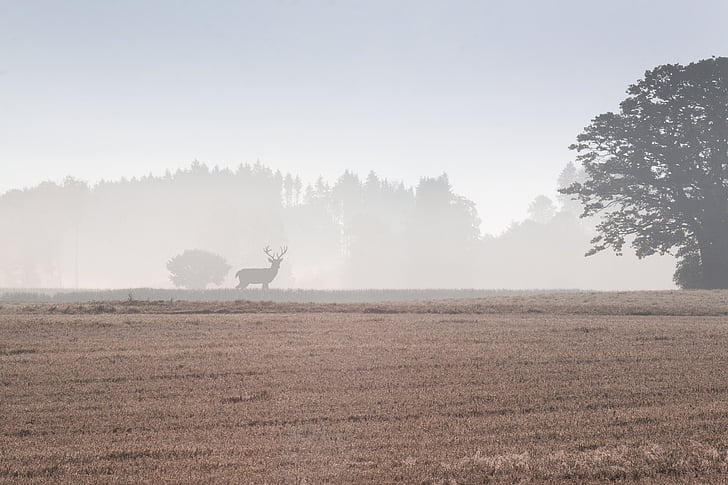 silhouette of deer on grass field surrounded by fogs during daytime