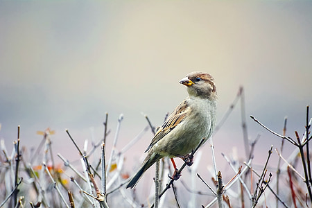 shallow focus photography of sparrow