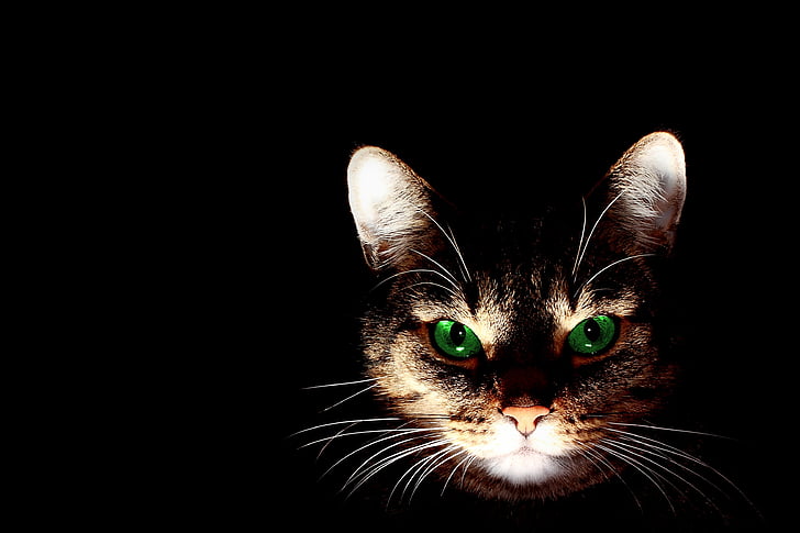 lighted orange tabby cat's face with black background