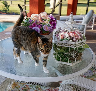 calico cat standing on glass-top patio table