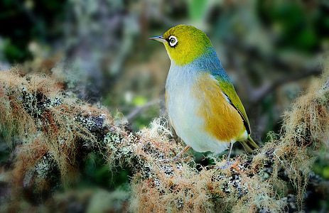 macro photography of white, blue, orange, and green bird