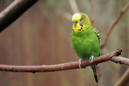selective focus photo of green and yellow budgerigar