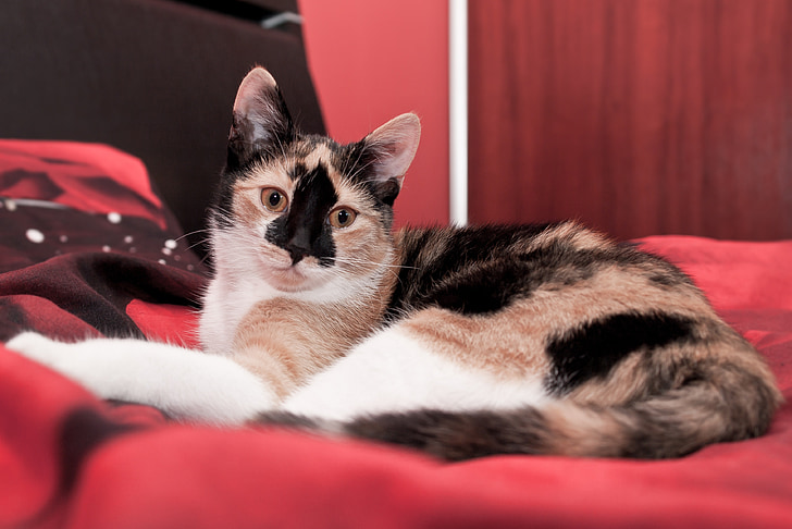 short-haired tan, white, and black cat lying on red cloth