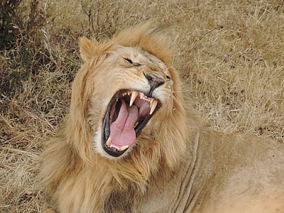 roaring lion lying on grass