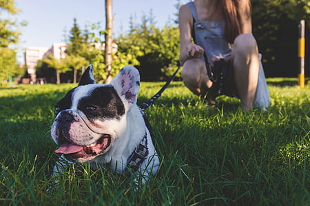 adult white and black English bulldog laying down on grass lawn