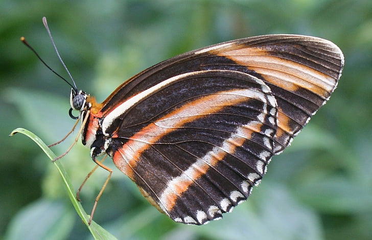 selective focus photography of black, brown, and white striped butterfly perched on green leaf